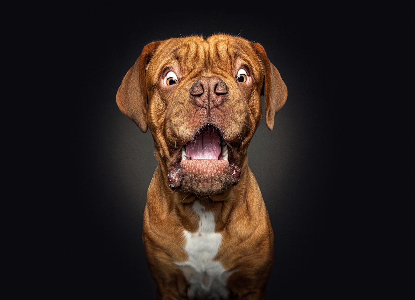Radius Toothbrushes / Surprised Dogs case study
